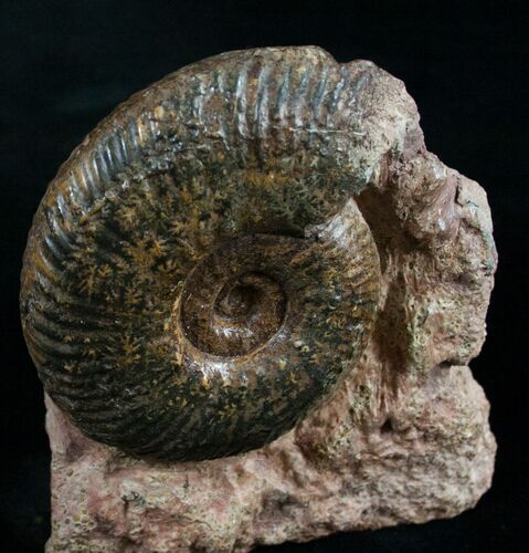 Hammatoceras Ammonite From France #8391